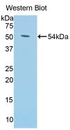 Polyclonal Antibody to Klotho (KL)