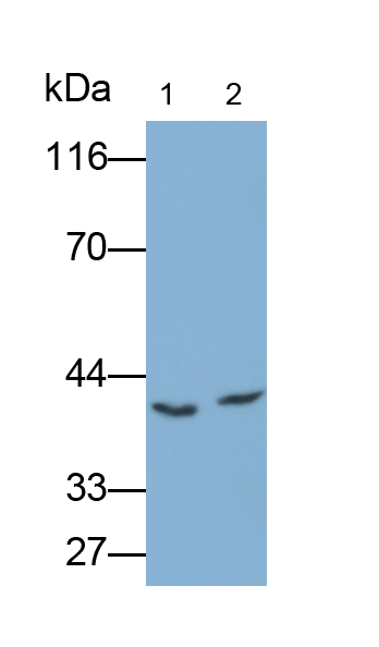 PAH781Hu01.jpg