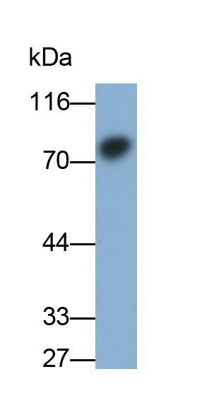 Polyclonal Antibody to Kappa Binding Protein 1 (KBP1)