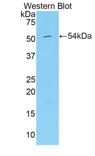 Polyclonal Antibody to Hepatocyte Growth Factor Activator (HGFAC)