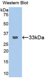 Polyclonal Antibody to GRB2 Related Adaptor Protein 2 (GRAP2)