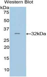 Polyclonal Antibody to GRB2 Related Adaptor Protein 2 (GRAP2)