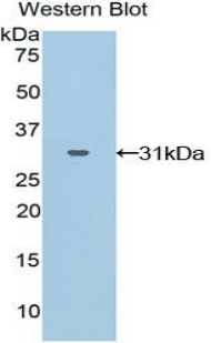 Polyclonal Antibody to GRB2 Related Adaptor Protein 2 (GRAP2)