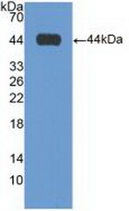 Polyclonal Antibody to Galactose-3-O-Sulfotransferase 1 (GAL3ST1)