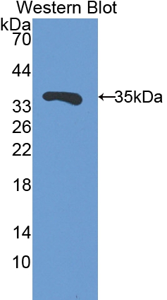 Polyclonal Antibody to Follistatin Like Protein 1 (FSTL1)