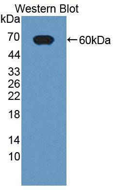 Polyclonal Antibody to Fibrous Sheath Interacting Protein 1 (FSIP1)