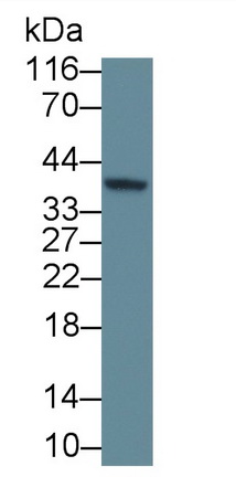 Polyclonal Antibody to D-Amino Acid Oxidase (DAO)