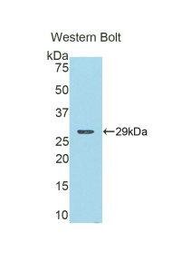 Polyclonal Antibody to Catechol-O-Methyltransferase (COMT)