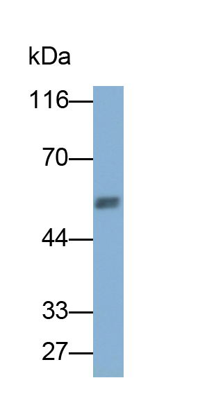 Polyclonal Antibody to Beclin 1 (BECN1)