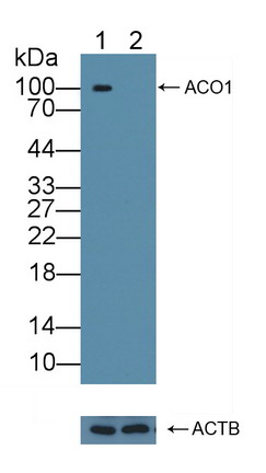 Polyclonal Antibody to Aconitase 1 (ACO1)