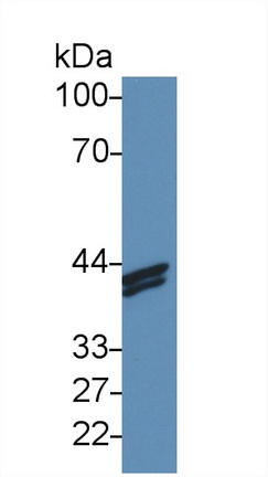 Polyclonal Antibody to H2A Histone Family, Member Z (H2AFZ)