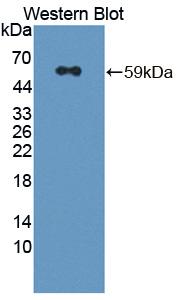 Polyclonal Antibody to Meiotic Recombination 11 Homolog A (MRE11A)