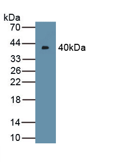 Polyclonal Antibody to Nodal Homolog (NODAL)