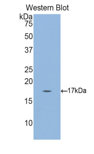 Polyclonal Antibody to Gastrokine 3 (GKN3)