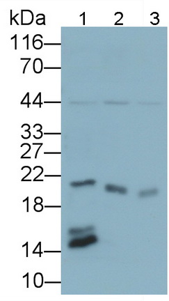 Polyclonal Antibody to Regenerating Islet Derived Protein 3 Beta (REG3b)