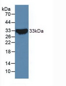 Polyclonal Antibody to Notch Homolog 2 (NOTCH2)