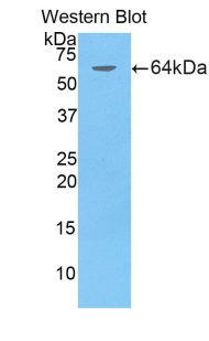 Polyclonal Antibody to CD5 Antigen Like Protein (CD5L)