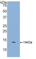 Polyclonal Antibody to Glial Cell Line Derived Neurotrophic Factor Receptor Alpha 1 (GFRa1)