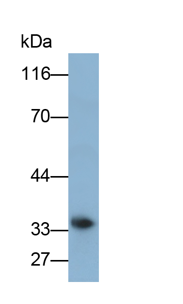 Polyclonal Antibody to EGF Like Domain Protein, Multiple 7 (EGFL7)