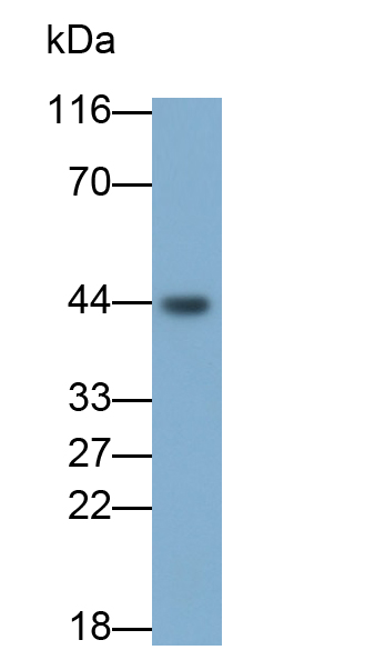 Polyclonal Antibody to WNT Inhibitory Factor 1 (WIF1)