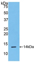 Polyclonal Antibody to R-Spondin 1 (RSPO1)