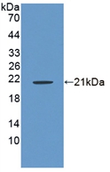 Polyclonal Antibody to R-Spondin 1 (RSPO1)