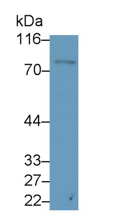 Polyclonal Antibody to Specificity Protein 1 (Sp1)