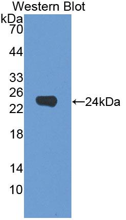 Polyclonal Antibody to Dermokine (DMKN)