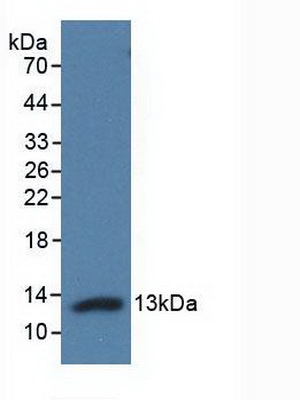 Polyclonal Antibody to Adropin (AD)