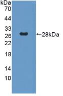 PAN253Hu01.jpg