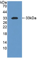 Polyclonal Antibody to Cell Death Inducing DFFA Like Effector C (CIDEC)