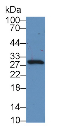 PAN768Hu01.jpg