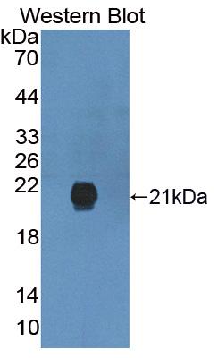 PAN833Hu01.jpg