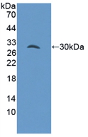 Polyclonal Antibody to GRB2 Associated Binding Protein 3 (GAB3)