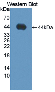 PAN899Hu01.jpg