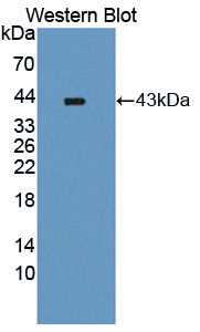 Polyclonal Antibody to A Disintegrin And Metalloproteinase With Thrombospondin 16 (ADAMTS16)