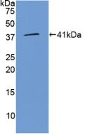 Polyclonal Antibody to Wingless Type MMTV Integration Site Family, Member 3A (WNT3A)