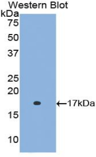 Polyclonal Antibody to Retinol Binding Protein 5, Cellular (RBP5)