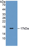 Polyclonal Antibody to Retinol Binding Protein 5, Cellular (RBP5)