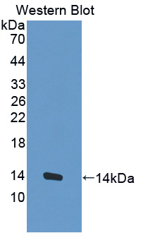 PAP416Hu01.jpg