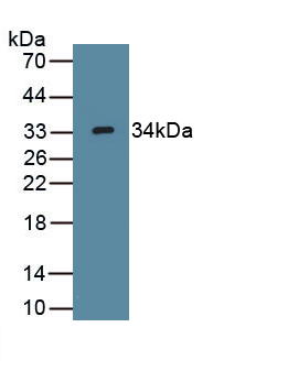 Polyclonal Antibody to Wingless Type MMTV Integration Site Family, Member 7B (WNT7B)