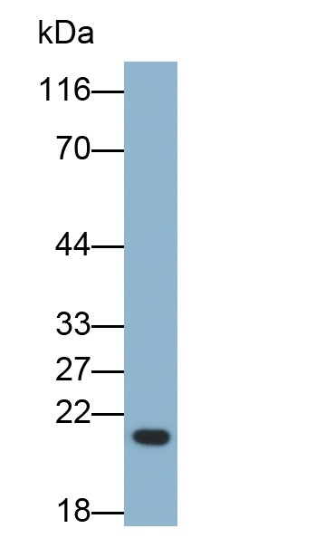 Polyclonal Antibody to Wingless Type MMTV Integration Site Family, Member 10B (WNT10B)