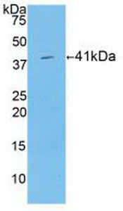 Polyclonal Antibody to Histone Cluster 1, H2ab (HIST1H2AB)