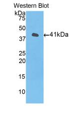 Polyclonal Antibody to Histone Cluster 1, H2aj (HIST1H2AJ)