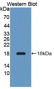 Polyclonal Antibody to Cellular Repressor Of E1A Stimulated Genes 1 (CREG1)