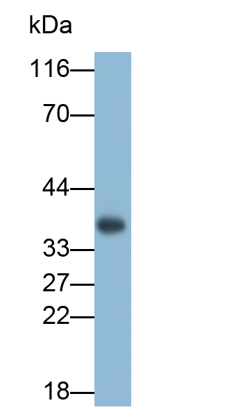 Polyclonal Antibody to MOCO Sulphurase C-Terminal Domain Containing Protein 1 (MOSC1)