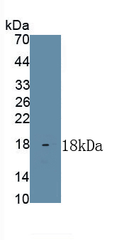 Polyclonal Antibody to Histone (H)