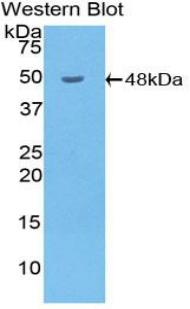 Polyclonal Antibody to Hyaluronoglucosaminidase 1 (HYAL1)