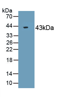 Polyclonal Antibody to Actin (ACTIN)