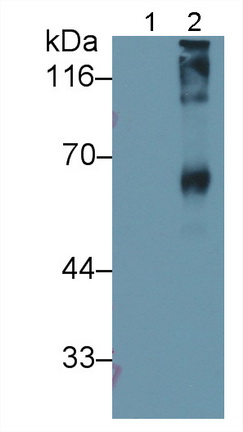 Polyclonal Antibody to Sialic Acid (SA)